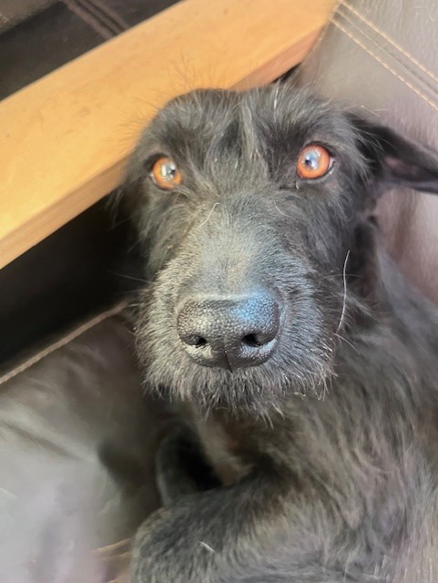 Leila